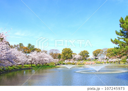 名古屋市、名城公園御深井池と桜の風景 名古屋市、名城公園御深井池と桜の風景 107245973
