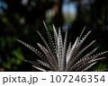 Thorny cactus plant stalks in garden. 107246354