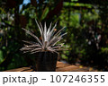 Thorny cactus plant stalks in garden. 107246355