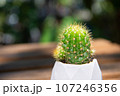 Cactus (Echinopsis calochlora) in cement pot on wood floor. 107246356