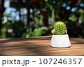 Cactus (Echinopsis calochlora) in cement pot on wood floor. 107246357