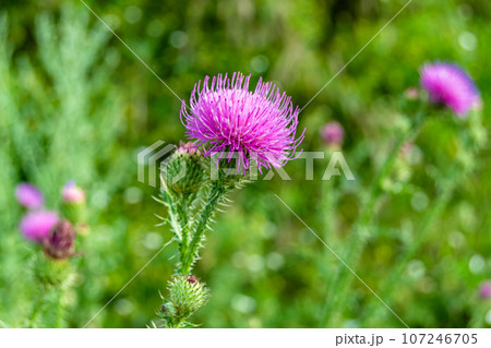 Beautiful growing flower root burdock thistle on background meadow Beautiful growing flower root burdock thistle on background meadow 107246705