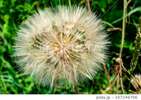 Beautiful wild growing flower seed dandelion on background meadow 107246706