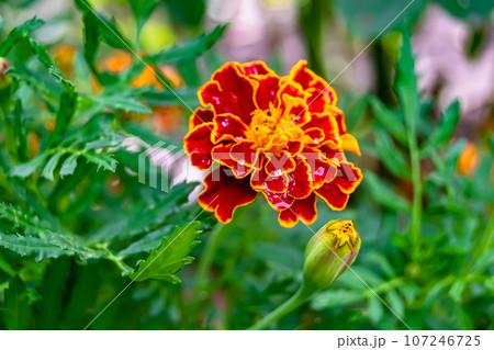Fine wild growing flower marigold calendula on background meadow 107246725