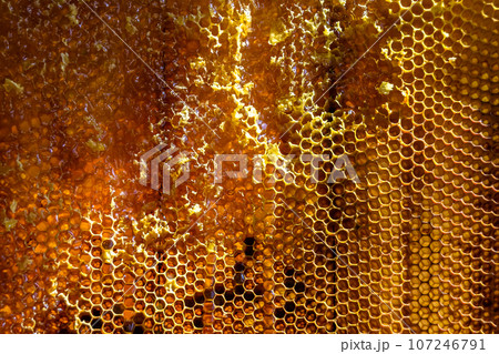 Drop of bee honey drip from hexagonal honeycombs filled with golden nectar Drop of bee honey drip from hexagonal honeycombs filled with golden nectar 107246791