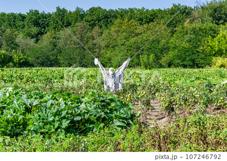Scary scarecrow in garden discourages hungry birds 107246792