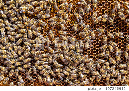 Abstract hexagon structure is honeycomb from bee hive filled Abstract hexagon structure is honeycomb from bee hive filled 107246912