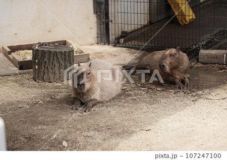 埼玉県狭山市 智光山公園こども動物園カピバラ 埼玉県狭山市 智光山公園こども動物園カピバラ 107247100