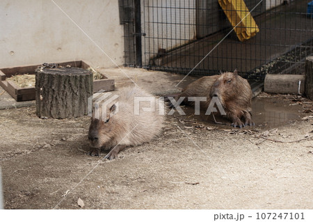 埼玉県狭山市 智光山公園こども動物園カピバラ 埼玉県狭山市 智光山公園こども動物園カピバラ 107247101