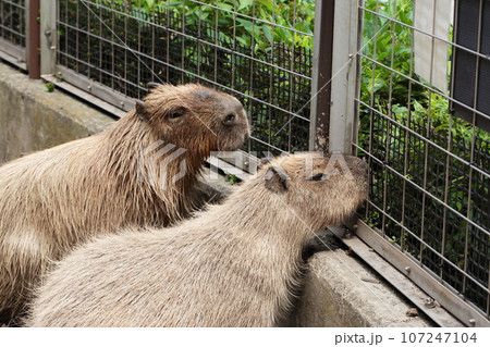 埼玉県狭山市　智光山公園こども動物園カピバラ 107247104