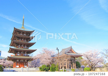 名古屋市、覚王山日泰寺五重塔と桜の風景 107247168