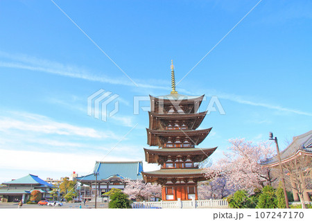 名古屋市、覚王山日泰寺五重塔と桜の風景 名古屋市、覚王山日泰寺五重塔と桜の風景 107247170
