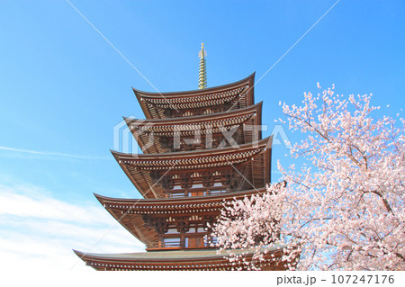 名古屋市、覚王山日泰寺五重塔と桜の風景 名古屋市、覚王山日泰寺五重塔と桜の風景 107247176
