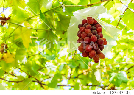 (山梨県)ぶどう狩り、葡萄園のブドウ オリエンタルスター (山梨県)ぶどう狩り、葡萄園のブドウ オリエンタルスター 107247332