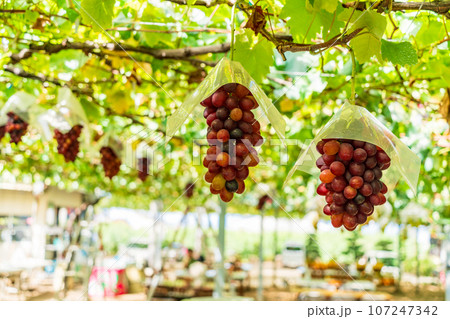 (山梨県)ぶどう狩り、葡萄園のブドウ オリエンタルスター (山梨県)ぶどう狩り、葡萄園のブドウ オリエンタルスター 107247342