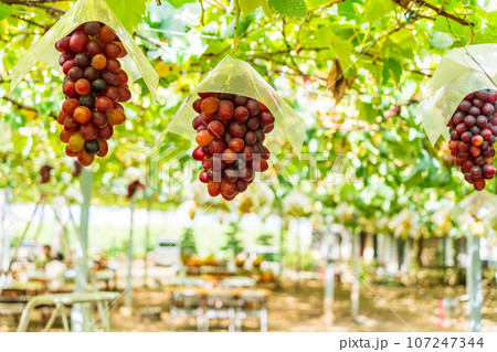 (山梨県)ぶどう狩り、葡萄園のブドウ オリエンタルスター (山梨県)ぶどう狩り、葡萄園のブドウ オリエンタルスター 107247344