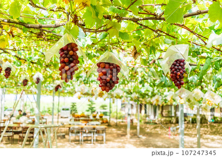 (山梨県)ぶどう狩り、葡萄園のブドウ オリエンタルスター (山梨県)ぶどう狩り、葡萄園のブドウ オリエンタルスター 107247345