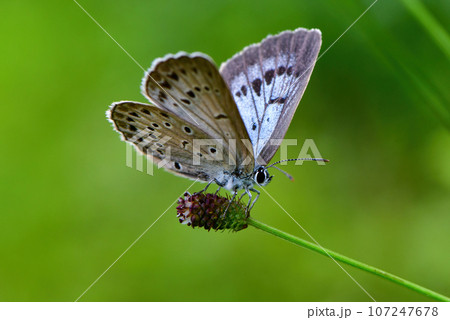 真夏の高原で見られる小さな青いチョウ、ゴマシジミ 107247678