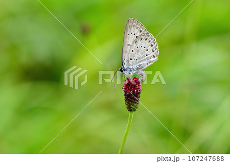 真夏の高原で見られる小さな青いチョウ、ゴマシジミ 107247688