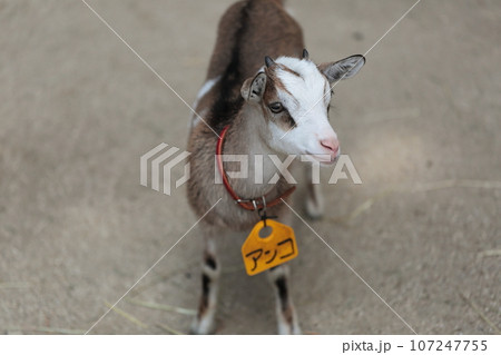 埼玉県狭山市　智光山公園こども動物園子ヤギ 107247755