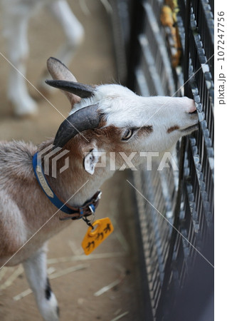 埼玉県狭山市　智光山公園こども動物園子ヤギ 107247756
