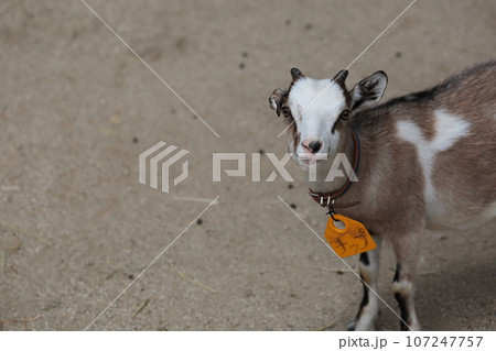 埼玉県狭山市 智光山公園こども動物園子ヤギ 埼玉県狭山市 智光山公園こども動物園子ヤギ 107247757
