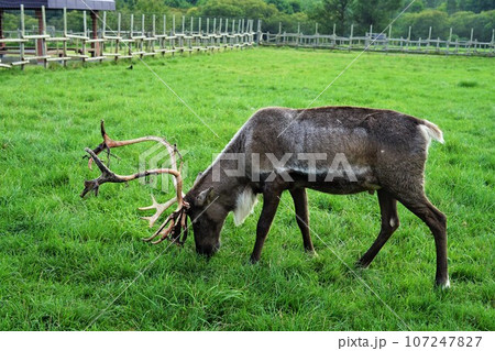 北海道幌延町にて撮影 ほろのべトナカイ観光牧場のトナカイ 北海道幌延町にて撮影 ほろのべトナカイ観光牧場のトナカイ 107247827