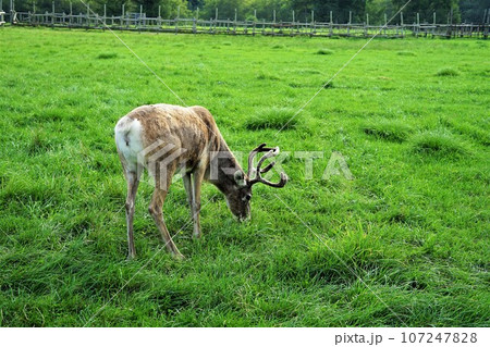 北海道幌延町にて撮影 ほろのべトナカイ観光牧場のトナカイ 北海道幌延町にて撮影 ほろのべトナカイ観光牧場のトナカイ 107247828