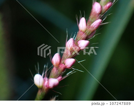 ピンク色のイヌダテのつぼみ 107247889