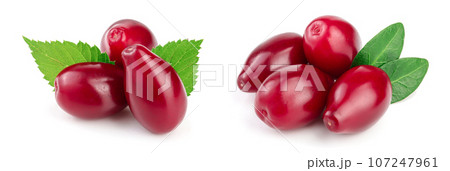 Red berries of cornel or dogwood with leaf isolated on white background Red berries of cornel or dogwood with leaf isolated on white background 107247961