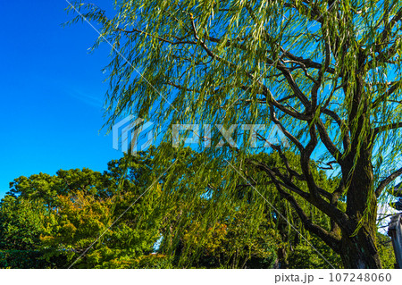 青空と枝垂れ柳 107248060