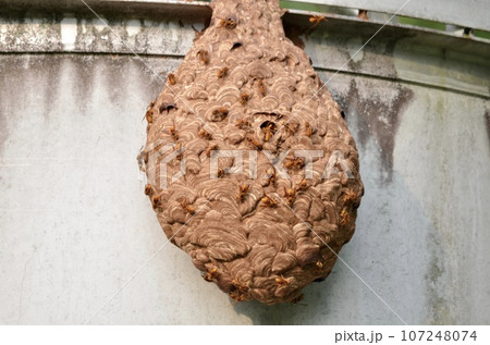 昆虫　キイロスズメバチ 107248074