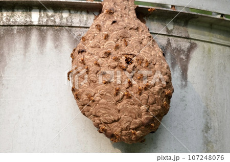 昆虫　キイロスズメバチ 107248076