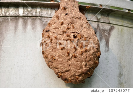 昆虫　キイロスズメバチ 107248077