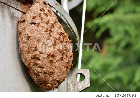 昆虫 キイロスズメバチ 昆虫 キイロスズメバチ 107248091