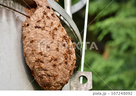 昆虫　キイロスズメバチ 107248092