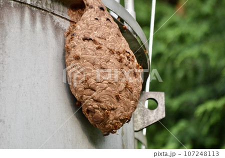 昆虫　キイロスズメバチ 107248113