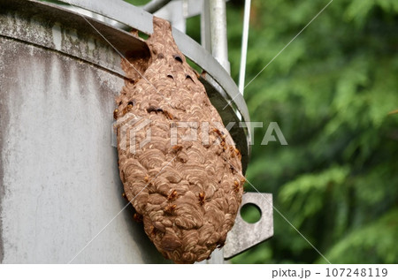 昆虫 キイロスズメバチ 昆虫 キイロスズメバチ 107248119