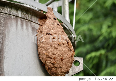 昆虫 キイロスズメバチ 昆虫 キイロスズメバチ 107248122