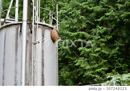 昆虫　キイロスズメバチ 107248123