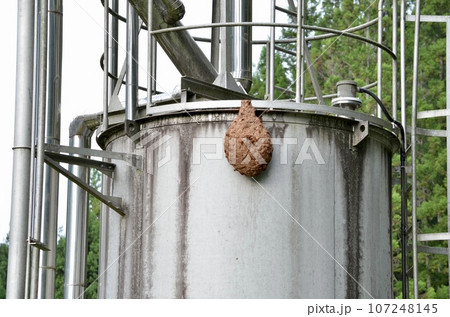 昆虫　キイロスズメバチ 107248145