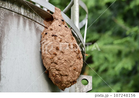 昆虫 キイロスズメバチ 昆虫 キイロスズメバチ 107248156