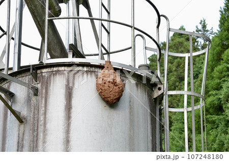 昆虫　キイロスズメバチ 107248180