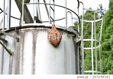 昆虫　キイロスズメバチ 107248181