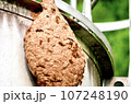 昆虫　キイロスズメバチ 107248190