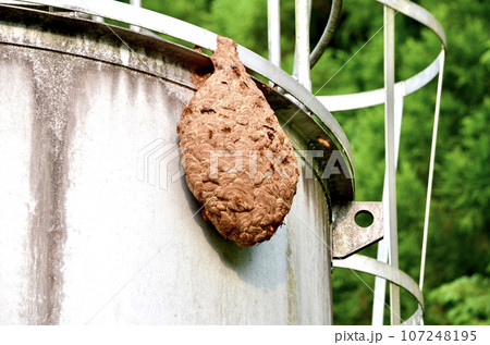 昆虫　キイロスズメバチ 107248195