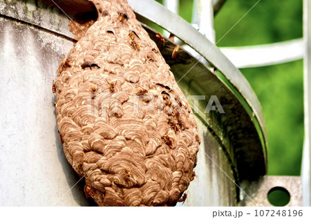 昆虫 キイロスズメバチ 昆虫 キイロスズメバチ 107248196