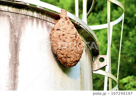 昆虫 キイロスズメバチ 昆虫 キイロスズメバチ 107248197