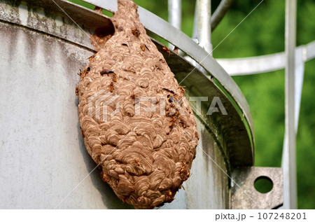 昆虫　キイロスズメバチ 107248201