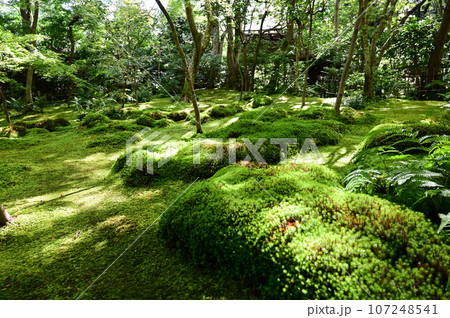 京都府・祇王寺の庭園と苔寺 京都府・祇王寺の庭園と苔寺 107248541